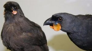 نيوزيلندا : مكافأة مالية لمن يعثر على طائر ” كوكاكو “