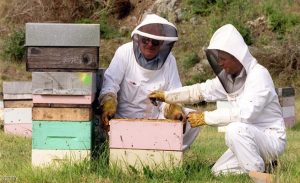 دراسة : أغلب أنواع عسل النحل ” الفاخرة ” مثلها مثل أي عسل آخر