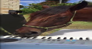 بالفيديو .. ” حصان ” موهوب يدهش متابعيه بالعزف على البيانو