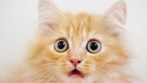 باحثون يحذرون : ” قطتك ” قد تصيبك بالزهايمر
