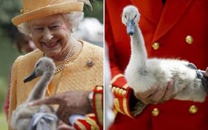 بريطانيا : ” قناص ” يقتل بجعات الملكة إليزابيث !