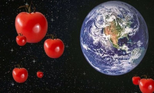 باحثون يجربون زراعة الطماطم في الفضاء