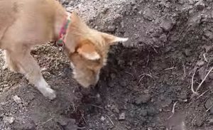 بالفيديو .. تصرف غير متوقع من ” كلب ” عثر على جثة آخر
