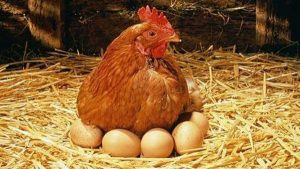 أحدث الصيحات العلمية .. ” دجاجة ” تتحول لـ ” أم بديلة “