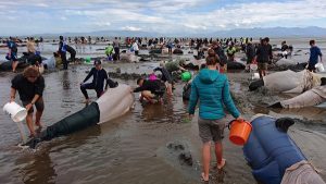 انتحار مئات الحيتان على شواطئ نيوزيلندا