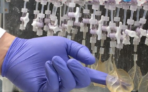 العلماء ينجحون في تحويل ” ورق السبانخ ” إلى أنسجة قلبية نشطة ( فيديو )
