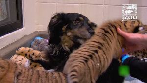أمريكا : ” كلبة ” ترعى 3 أشبال من ” النمور ” النادرة ( فيديو )