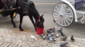 بالفيديو .. ” حصان ” يطعم ” الحمام ” في أحد شوارع نيويورك