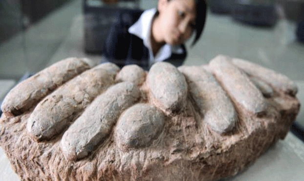 الصين تعتقل متهماً بسرقة 80 بيضة ” ديناصور ” متحجرة