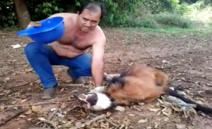 بالفيديو .. برازيلي يسقي ” ذئباً ” متوحشاً سقط من شدة العطش