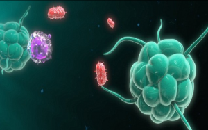 اكتشاف 4 أنواع جديدة من خلايا الدم المحاربة للعدوى