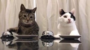 بالفيديو .. قطتان تطلبان الطعام عبر رن الجرس