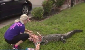 بالفيديو .. فتاة تنجح في السيطرة على ” تمساح ” اقتحم منزلاً في تكساس
