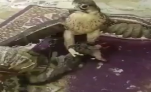 بالفيديو .. سعودي يدرب ” صقره ” على أكل ” قطة حية “