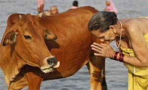 مقتل هندي مسلم على يد الهندوس بسبب نقله ” الأبقار ” للمذبح