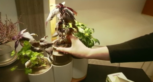 زراعة الأعشاب العطرية أصبح أمراً ممكناً داخل المنازل ! ( فيديو )