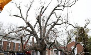 عمرها 600 عام .. أقدم شجرة في الولايات المتحدة ستتحول إلى أثاث