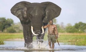 جنوب أفريقيا : ” فيل ” يسحق صياده و يموت برصاصة آخر