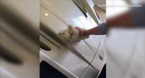 بالفيديو .. شاب ثري يلمع سيارته باستخدام ” كلب ” صغير