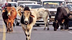 قتل مسلمين اثنين للاشتباه بمحاولتهما سرقة ” أبقار ” في الهند