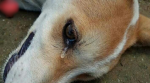 بالفيديو .. ” دمعة كلب ” مات مسموماً تكسب تعاطف التونسيين