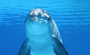 لغة ” الدلافين ” قد تترجم بحلول عام 2021