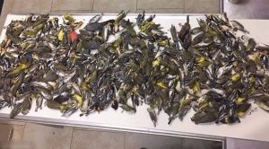 أمريكا : نفوق 400 طائر بسبب ناطحة سحاب في تكساس