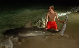 بالفيديو .. شاب أسترالي يحطم رقماً قياسياً في صيد ” أسماك القرش “