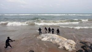 سريلانكا : إعادة 20 حوتاً جانحاً إلى البحر