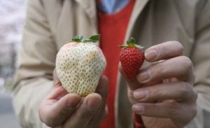 بالفيديو .. فراولة بيضاء في اليابان سعرها يضاهي الذهب