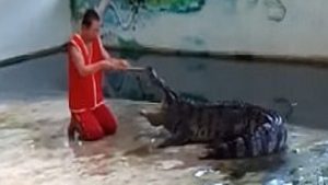 بالفيديو .. ” تمساح ” ينقض على مدربه و يغدر به