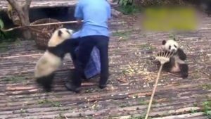 بالفيديو .. صغيرا ” باندا ” يدهشان السياح في حديقة حيوان صينية