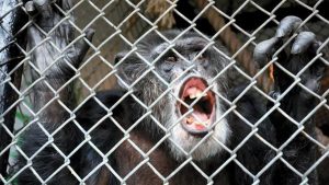 محكمة أميركية : ” الشمبانزي ” ليس كالبشر