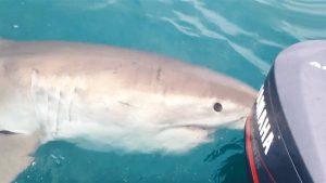 بالفيديو .. ” قرش أبيض ” ضخم يهاجم قارب صيد في أستراليا