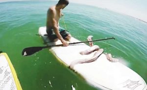 بالفيديو .. مخلوق بحري ضخم يفاجئ رجلاً و زوجته في جنوب أفريقيا
