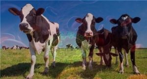 هل تنجح ” الأبقار ” في إنقاذ البشرية من فيروس ” الإيدز ” ؟