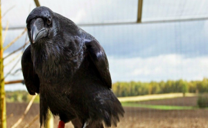باحثون : ” الغربان ” تخطط للمستقبل كالبشر ! ( فيديو )