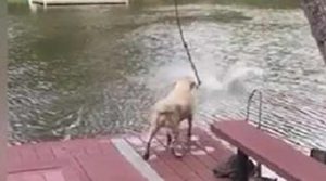 بالفيديو .. شاهد رد فعل ” كلبين ” لحظة غرق صاحبهما