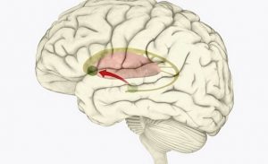 علماء يكتشفون ” جين ” في الدماغ يمكن أن يمثل حلاً حاسماً لعلاج الاكتئاب