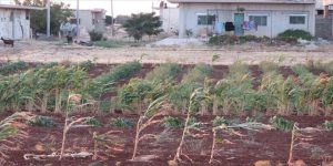 حمص : الحصاد يتراجع أمام الحصار