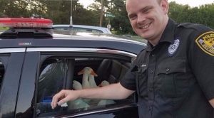 الشرطة الأمريكية  تلقي القبض على سرب من ” البط ” في بنسلفانيا !