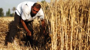 رويترز : محصول القمح في سوريا أقل بكثير من التوقعات .. و أزمة الغذاء ستستمر لسنوات