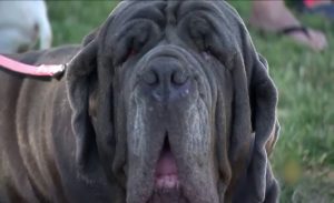 ولاية كاليفورنيا الأمريكية تحتضن مسابقة ” أقبح كلب في العالم ” ( فيديو )