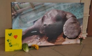 أمريكا : نفوق أقدم “خروف بحري ” بالعالم بعد يوم من عيد ميلاده