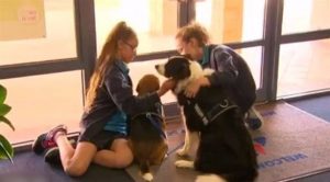 بالفيديو .. مدرسة أسترالية تستخدم ” الكلاب ” لمعالجة تلاميذها من الضغط النفسي