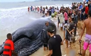 بالفيديو .. إنقاذ ” حوت ” صارع الموت ليومين على شاطئ برازيلي