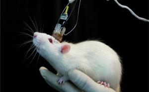 استخدام ” خلايا فئران ” في صنع كمبيوتر ” يشم ” رائحة المتفجرات
