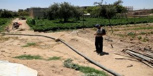 دمشق : مزارعو الغوطة الشرقية يجابهون حصار ميليشيات بشار الأسد بمحاصيلهم