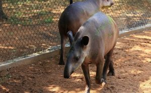 لصوص يسرقون الحيوانات من حدائق فنزويلا لـ ” أكلها ” !