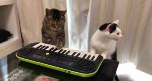 بالفيديو .. ” قطتان ” يابانيتان تعزفان على آلة الـ ” أورغ ” بمهارة